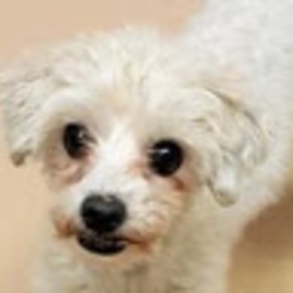 Meet your Posher, I am petunia